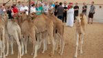 Desert Safari con cena y espectáculo - Imagen 8