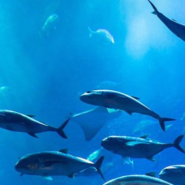 Acuario Dubai
