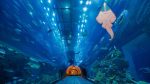 Ticket Aquarium & Underwater Zoo - Imagen 6