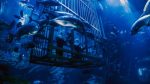 Ticket Aquarium & Underwater Zoo - Imagen 4