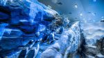 Ticket Aquarium & Underwater Zoo - Imagen 2