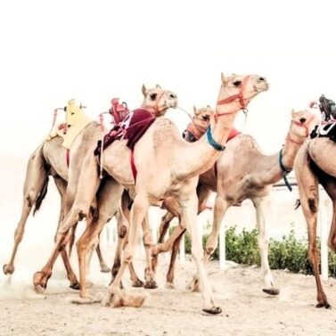 Carreras de Camellos en Dubái